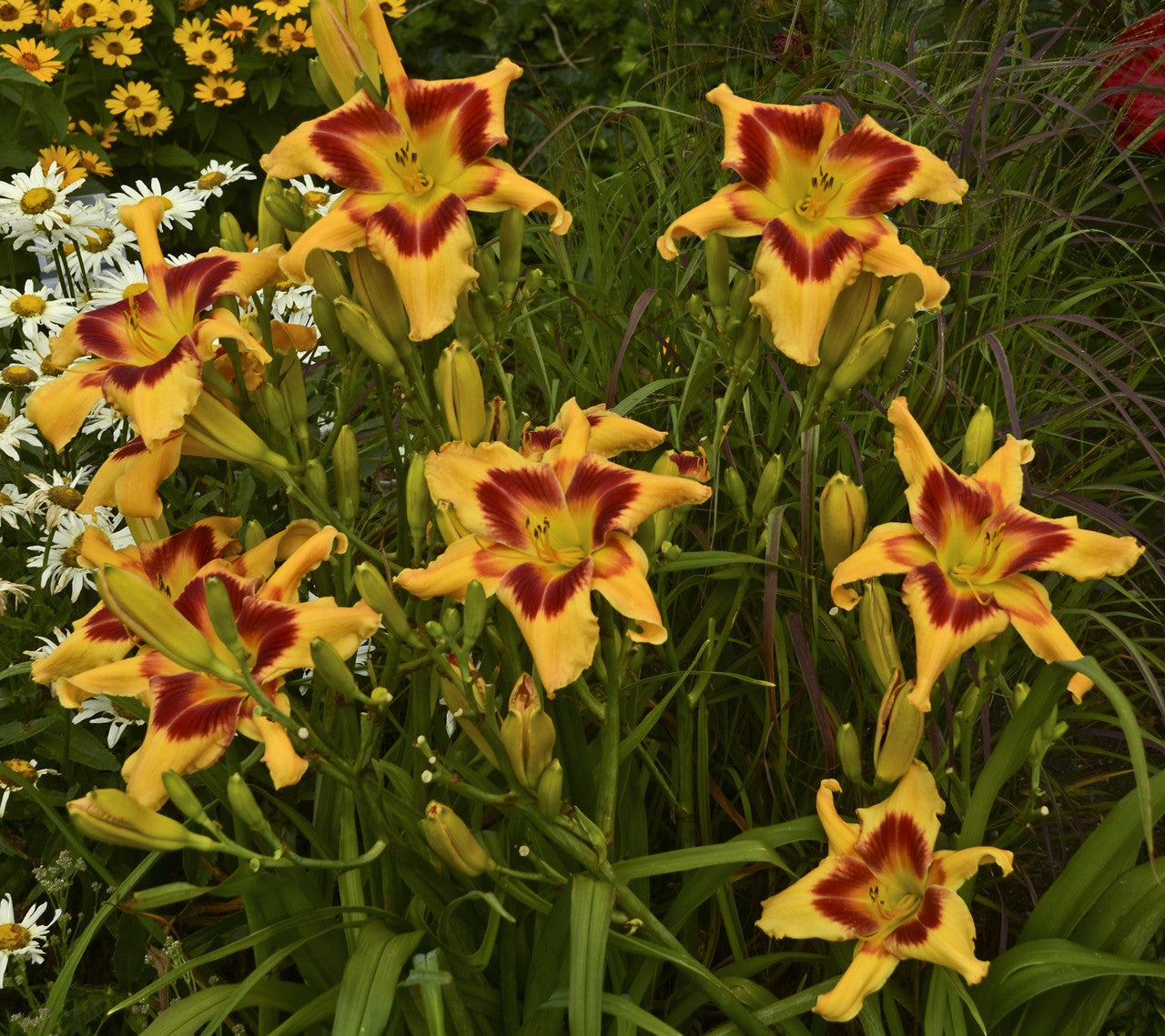 Daylily flowers with yellow petals and deep red streaks, multiple blooms in a cluster