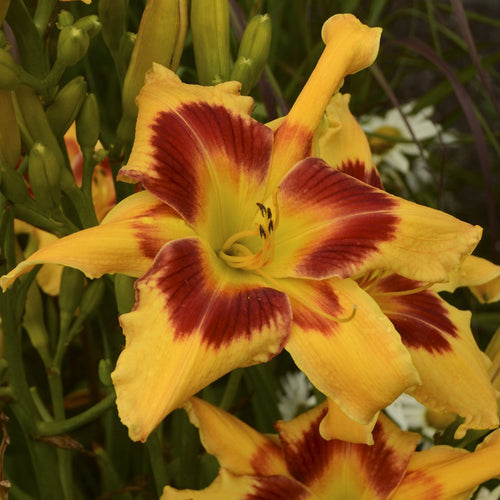 Daylily bloom with yellow petals and dark red banded center, with nearby buds