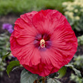 Red hibiscus flower with pink-striped petals and yellow center