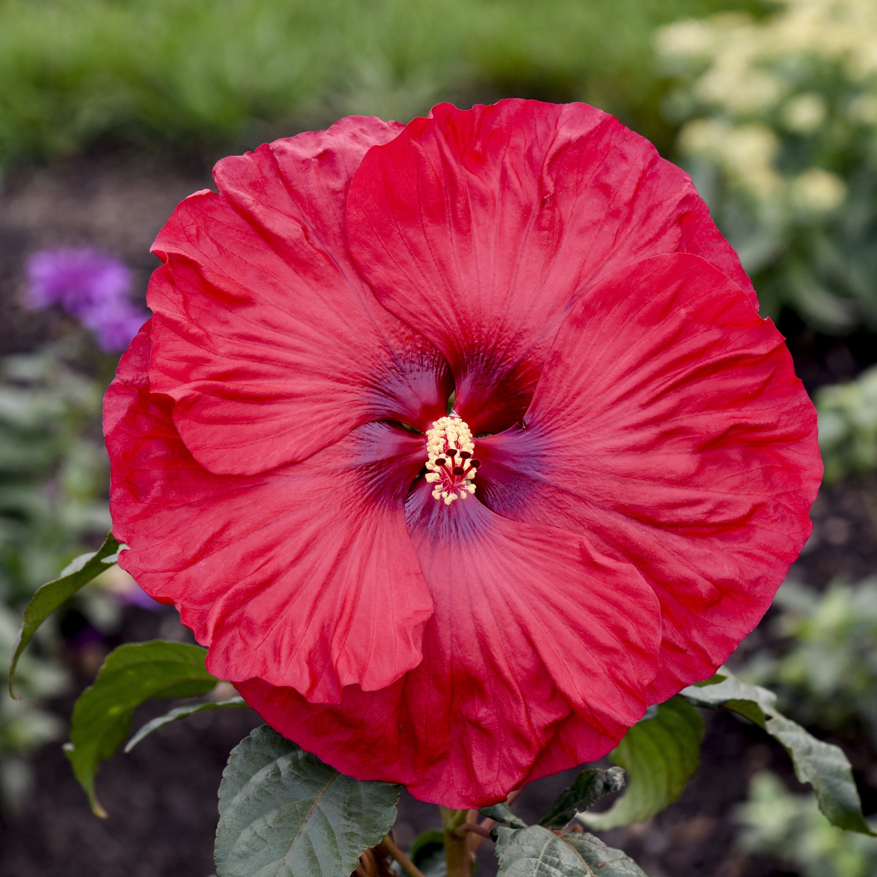 Red hibiscus flower with pink-striped petals and yellow center