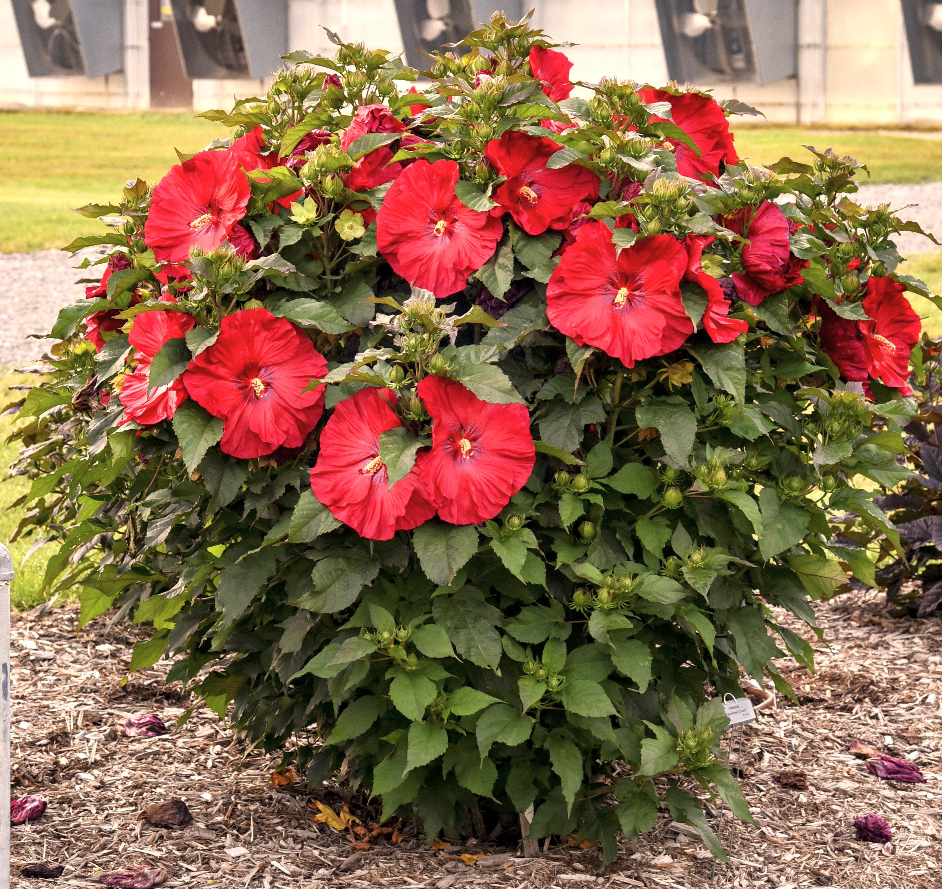 Red hibiscus plant with multiple blooms and green leaves