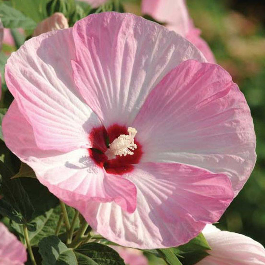 Luna Pink Swirl Hardy Hibiscus