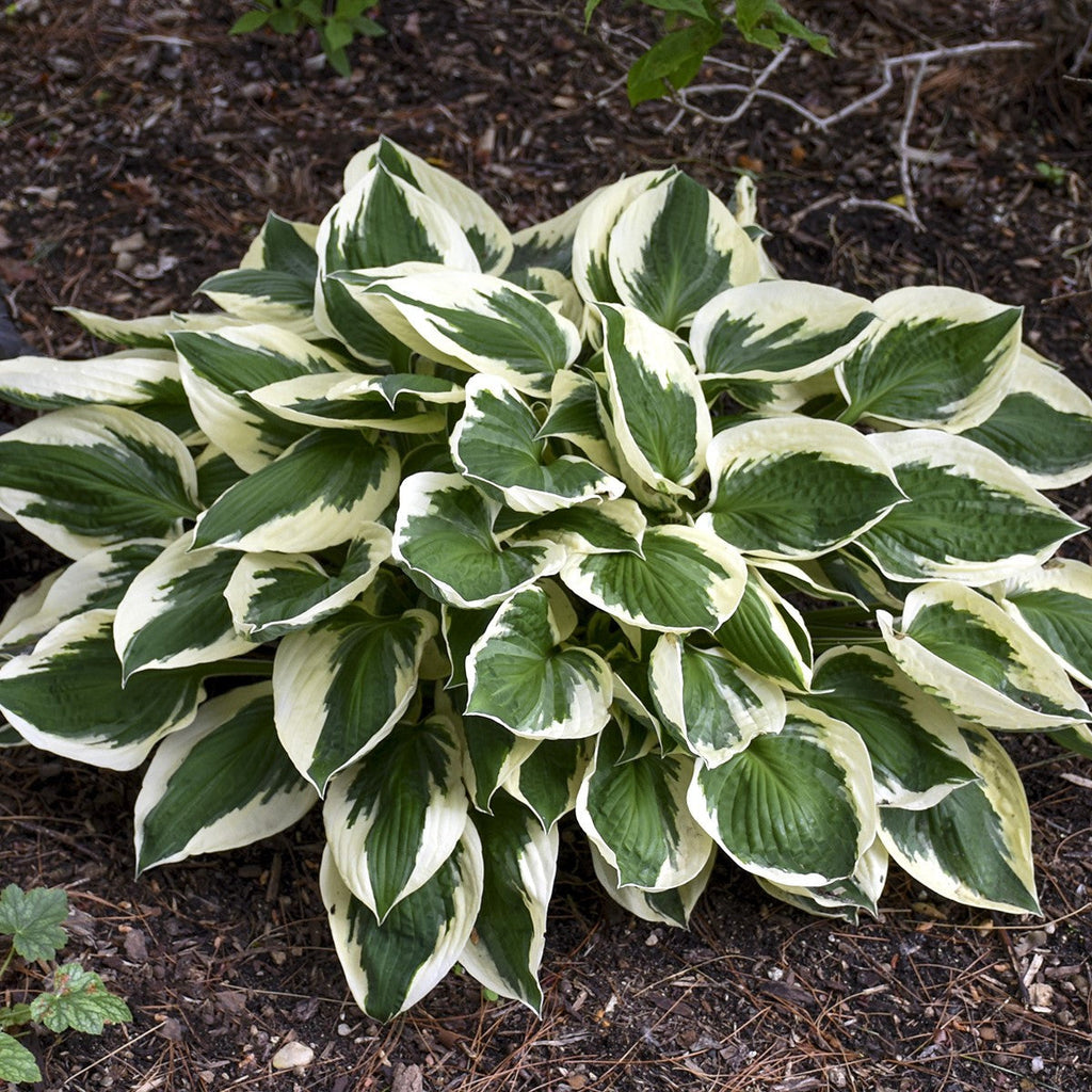 Hosta Patriot |  Plantation Lily