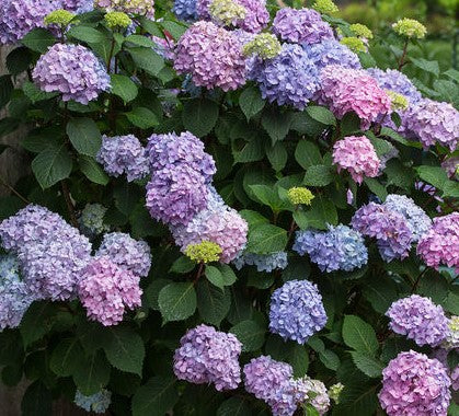 Endless Summer® Bloomstruck® | Reblooming Hydrangea