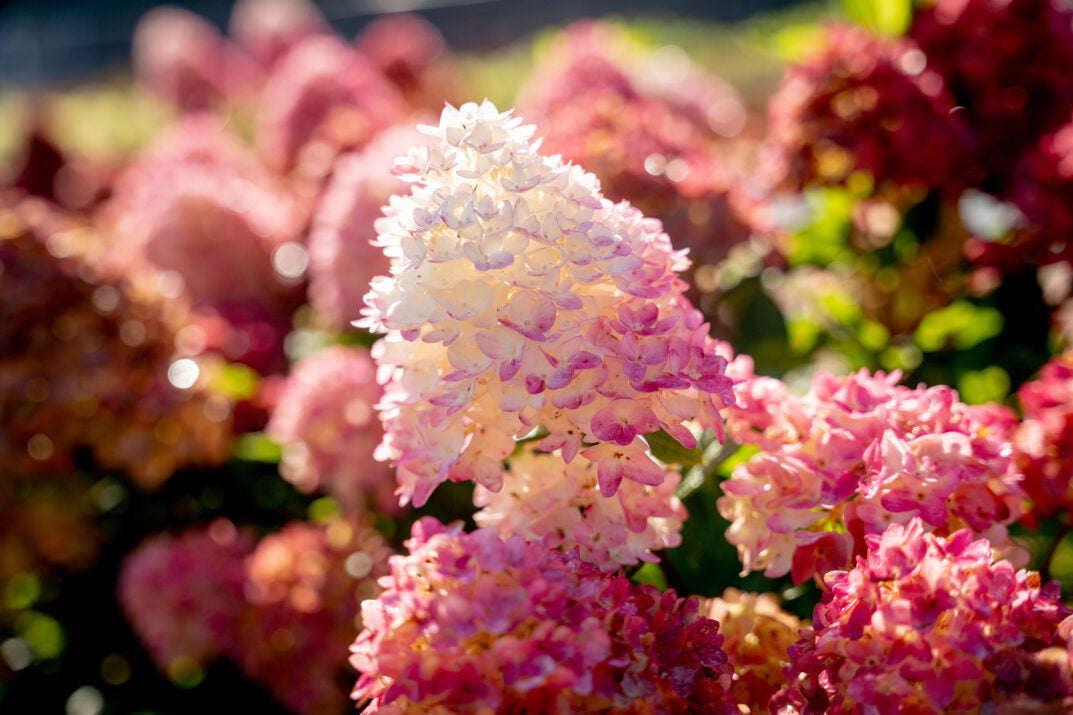 Panicle hydrangea flower cluster with pale pink and white blooms