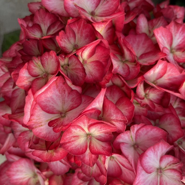 Kimono™ Red Reblooming Compact Hydrangea Shrub