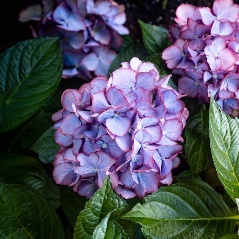 Kimono™ Red Reblooming Compact Hydrangea Shrub