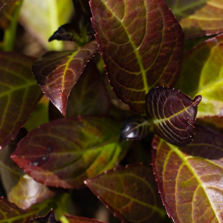 Kimono™ Red Reblooming Compact Hydrangea Shrub