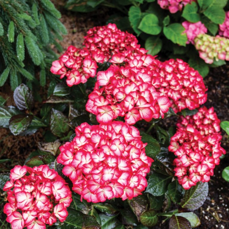 Kimono™ Red Reblooming Compact Hydrangea Shrub