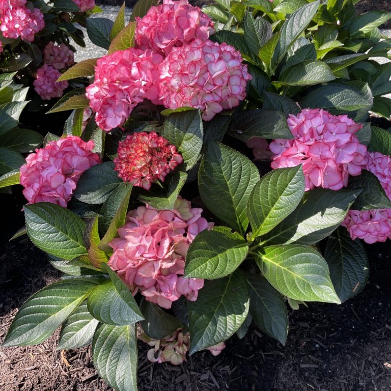 Kimono™ Red Reblooming Compact Hydrangea Shrub
