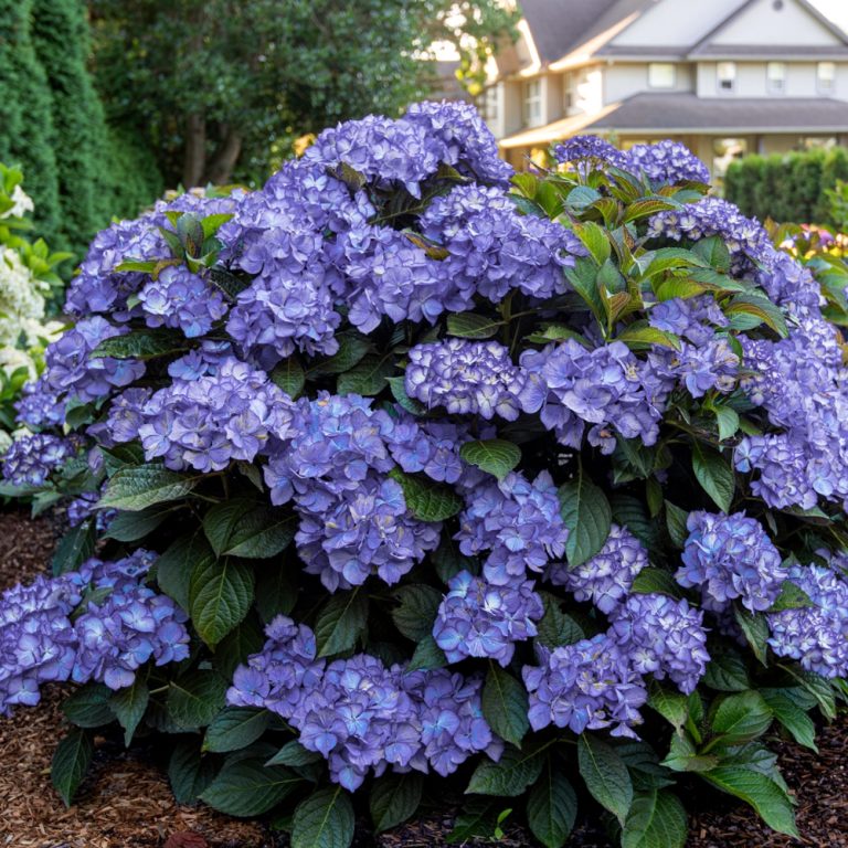 Kimono™ Red Reblooming Compact Hydrangea Shrub