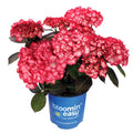 Kimono™ Red Reblooming Compact Hydrangea Shrub