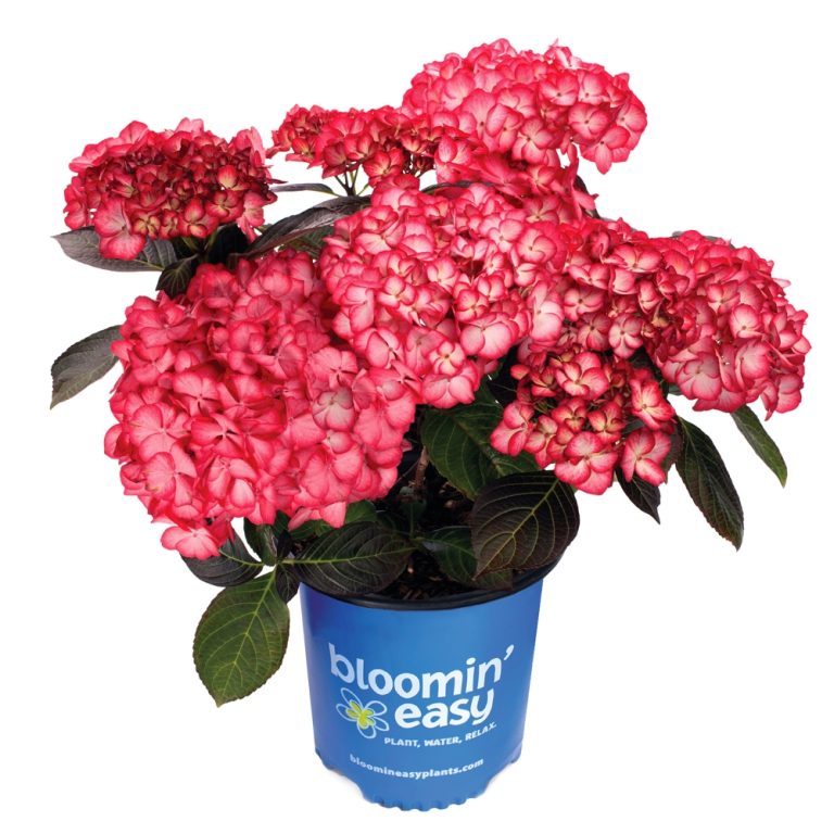 Kimono™ Red Reblooming Compact Hydrangea Shrub