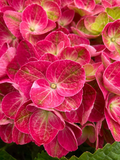 Tilt-A-Swirl® bigleaf hydrangea close-up of red-pink blooms with green-yellow centers