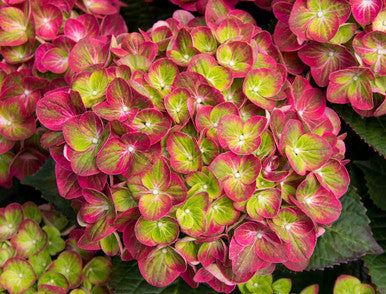 Tilt-A-Swirl® bigleaf hydrangea with pink and green lace-cap blooms