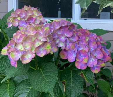 Tilt-A-Swirl® bigleaf hydrangea with purple-pink mophead blooms and green leaves
