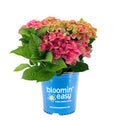 Tilt-A-Swirl® bigleaf hydrangea in a blue "bloomin' easy" pot with pink blooms