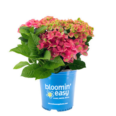 Tilt-A-Swirl® bigleaf hydrangea in a blue "bloomin' easy" pot with pink blooms