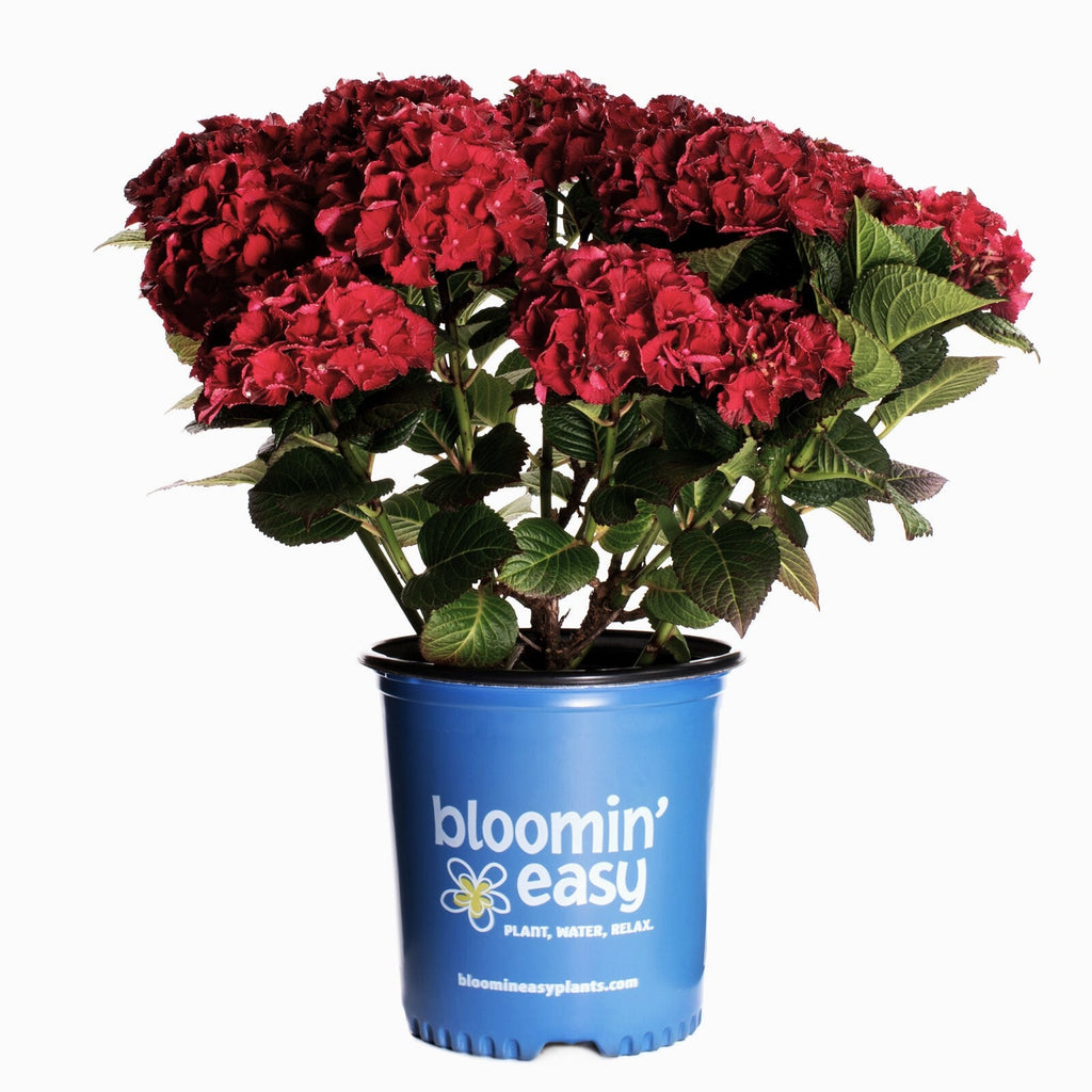 Red mophead hydrangea in blue Bloomin' Easy pot with green leaves