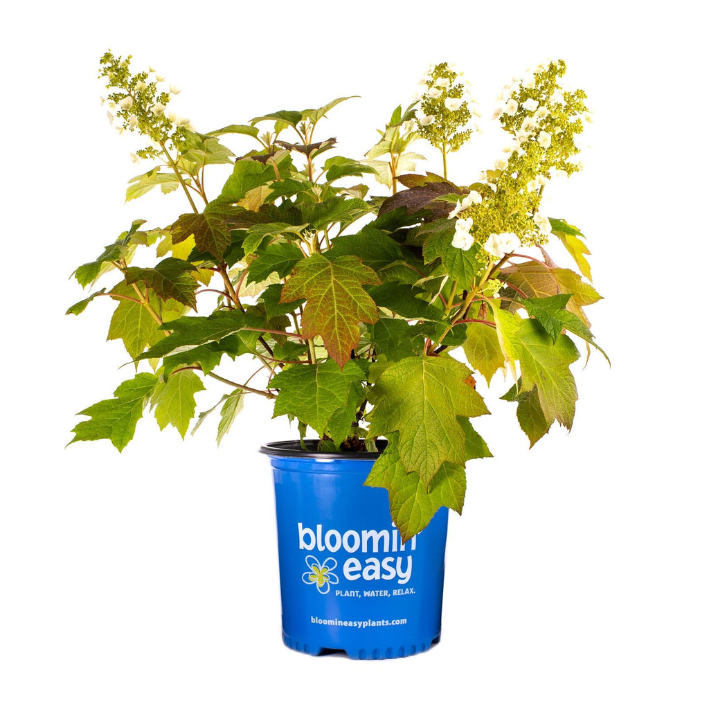 Oakleaf hydrangea plant with white blooms in a blue grow pot
