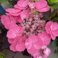 Pink mountain hydrangea shrub with clusters of light pink blossoms and dark leaves