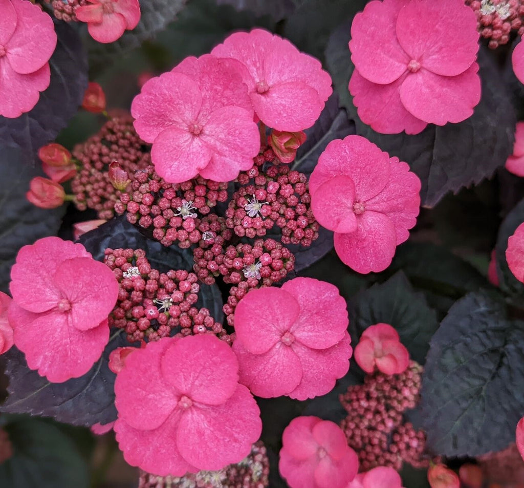 Pink hydrangea shrub close-up of pink flower heads on dark leaves