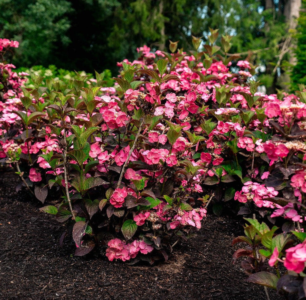 Pink mountain hydrangea shrub with sprawling pink blooms and dark foliage