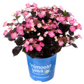 Pink mountain hydrangea shrub in a blue pot with dense pink flower clusters
