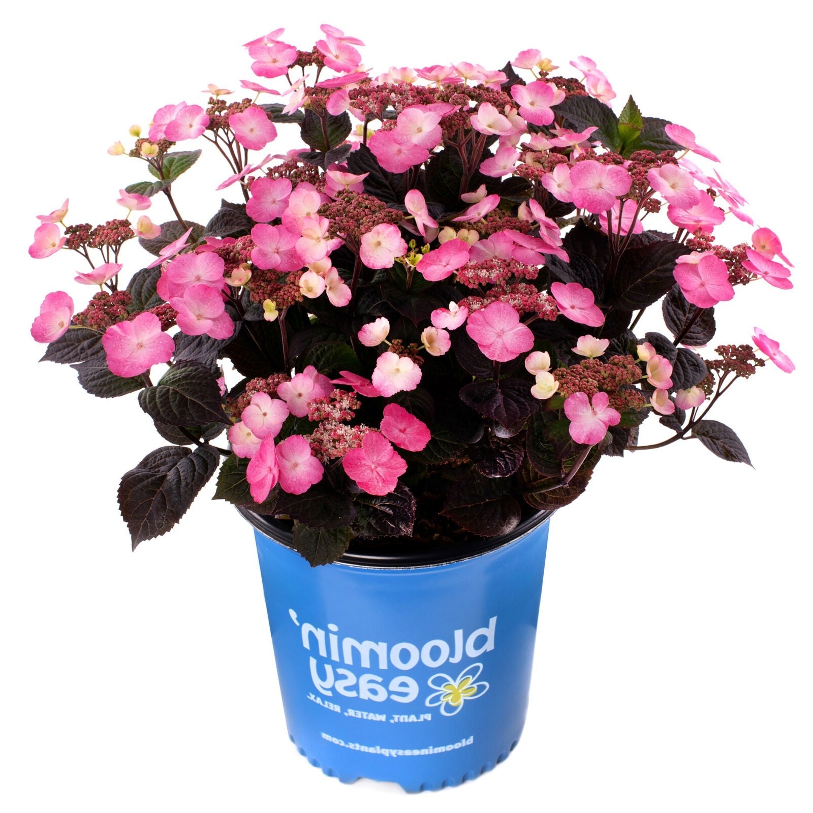 Pink mountain hydrangea shrub in a blue pot with dense pink flower clusters