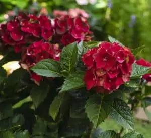 Red hydrangea cluster blooms with broad green leaves