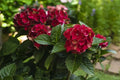 Red hydrangea blooms with green leaves on potted plant