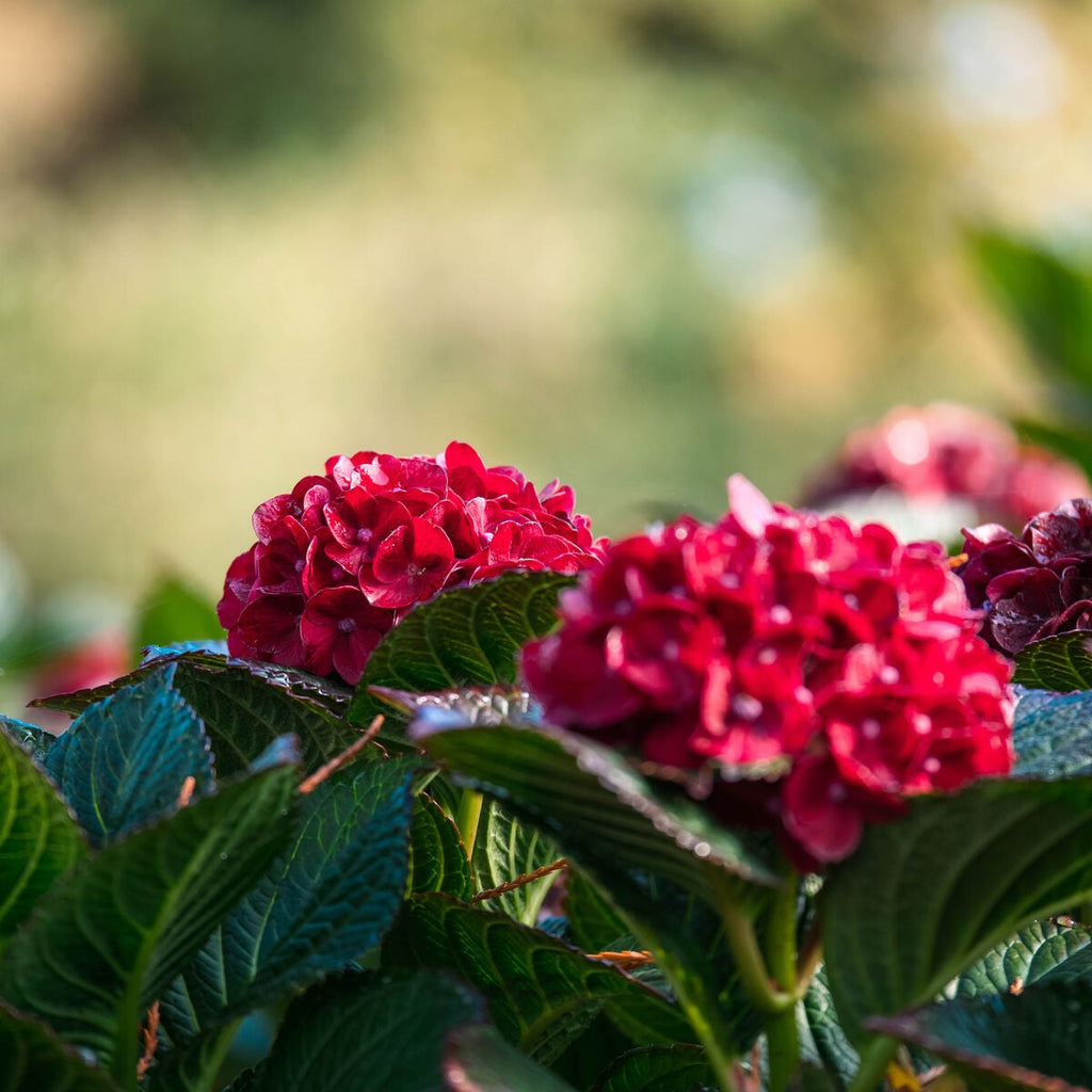 Red hydrangea blooms with dark green serrated leaves, outdoor background blur