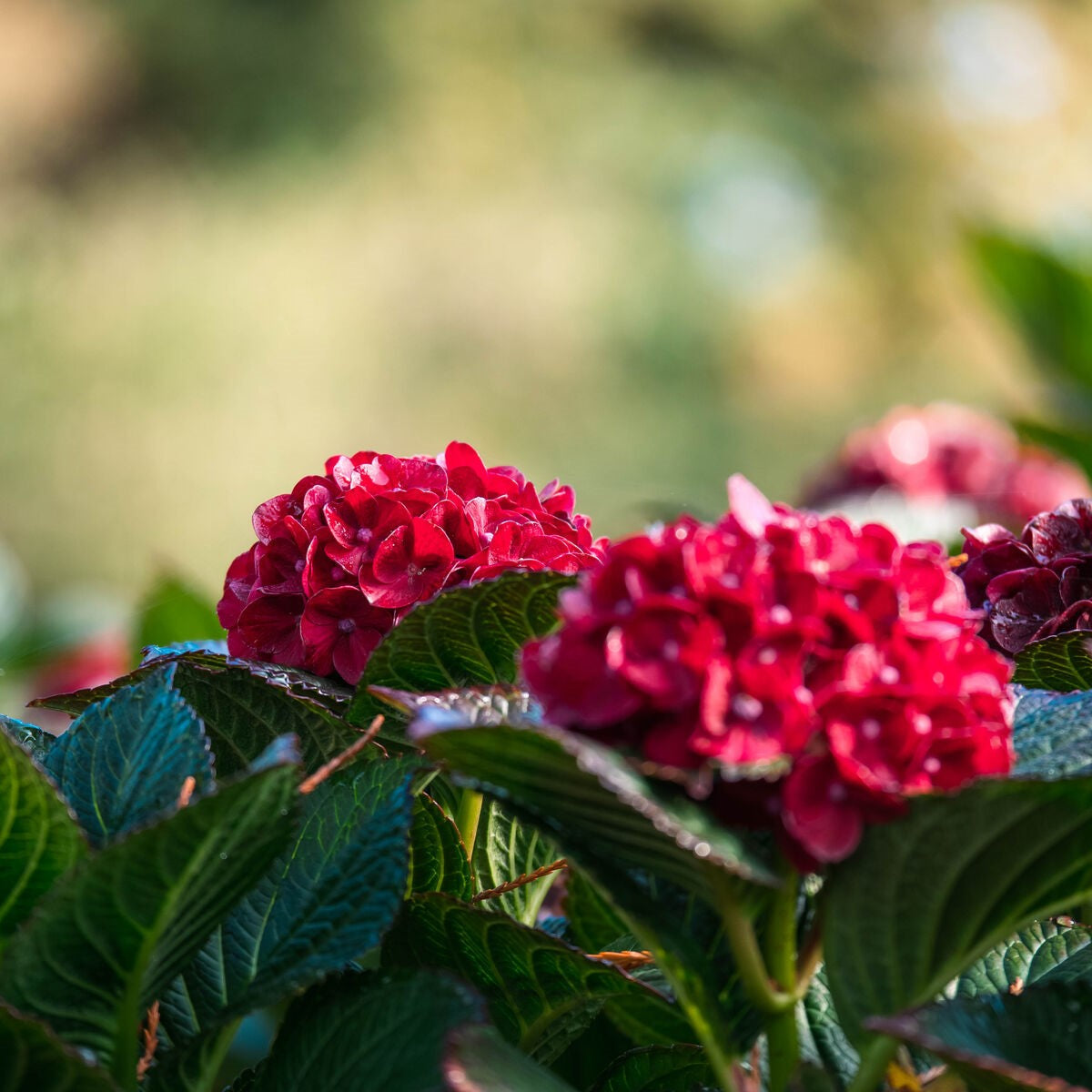 Red hydrangea blooms with dark green serrated leaves, outdoor background blur