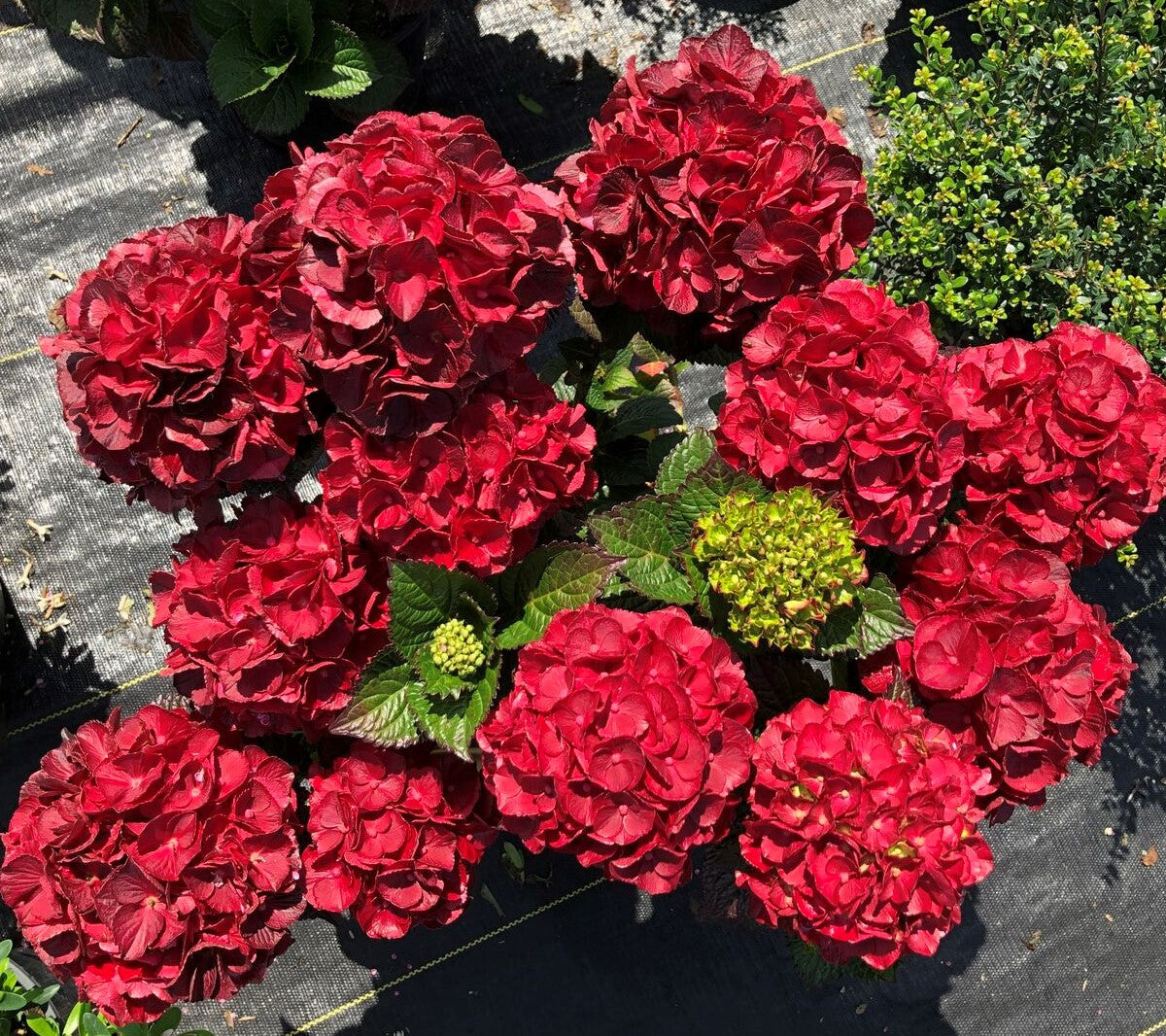 Red mophead hydrangea clusters with green leaves on gray fabric-like surface