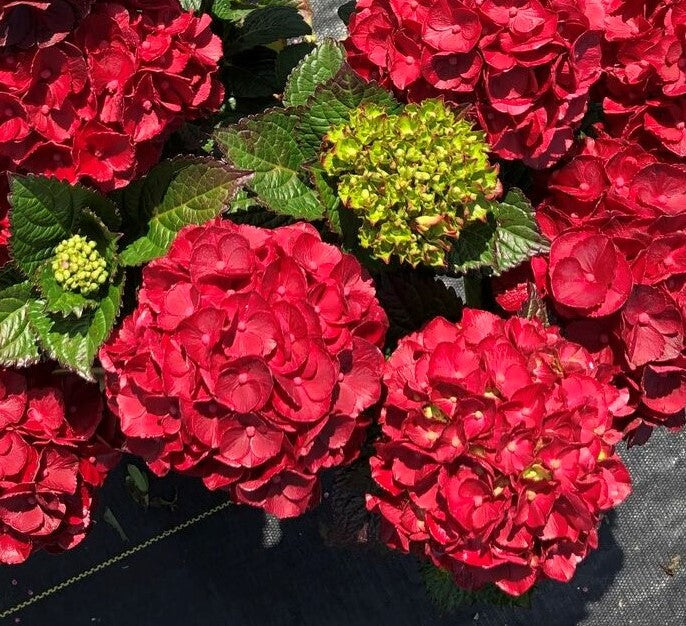 Close-up of red hydrangea mopheads with green leaves and small buds