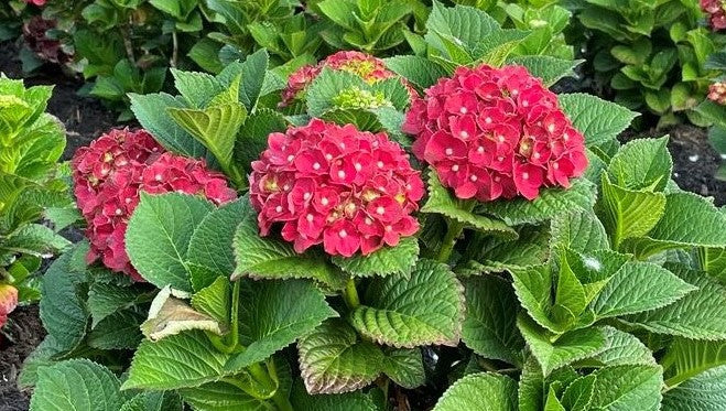 Red hydrangea mopheads with green leaves growing in a garden bed