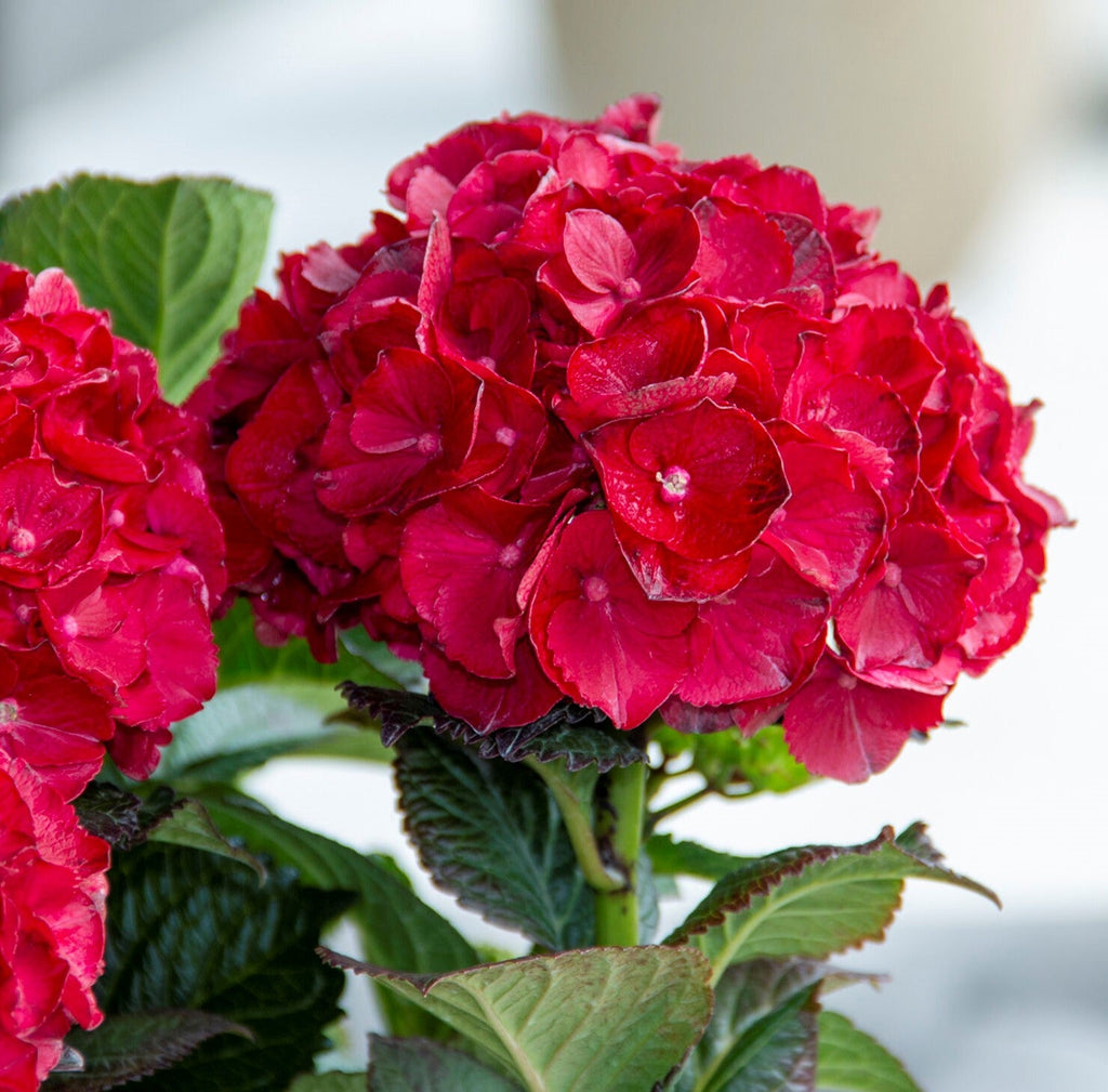 Red hydrangea flower head with green leaves on a stem