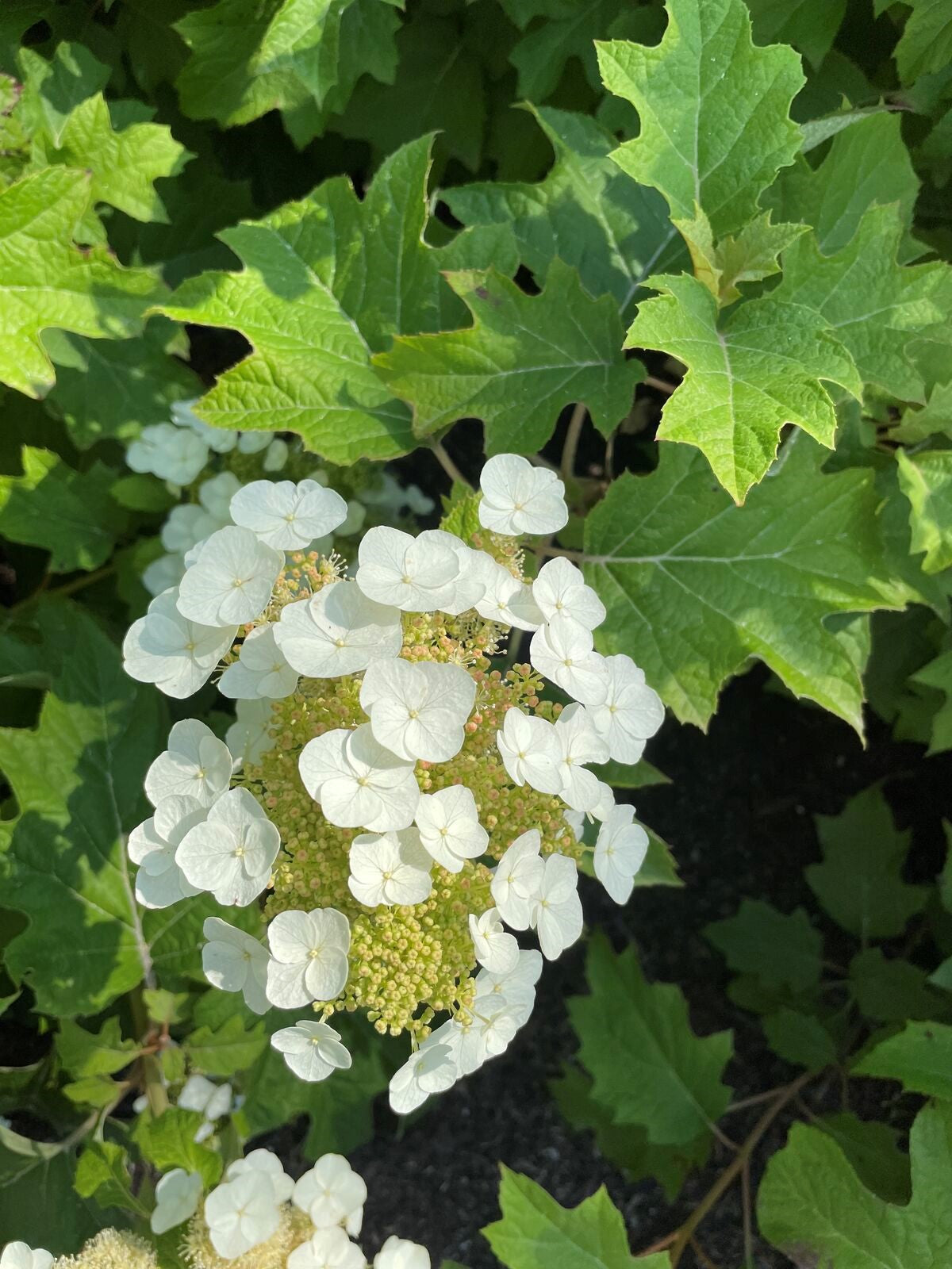 Oakleaf hydrangea shrub with white flower clusters and oak-shaped leaves