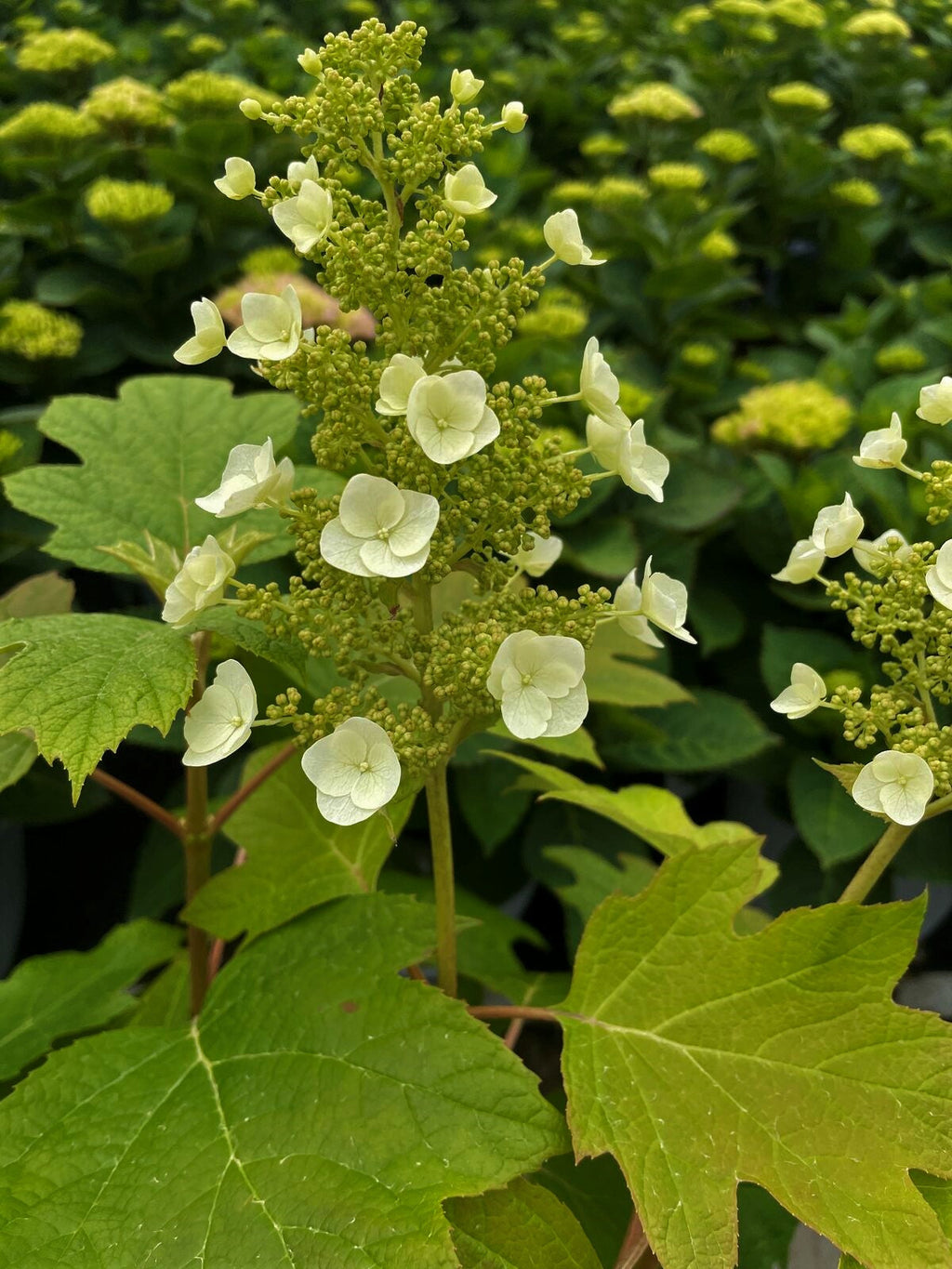 Oakleaf hydrangea flower cluster with pale white blossoms and green leaves