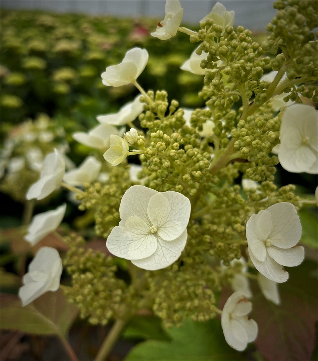 Hydrangea plant with white blooms and green flower buds