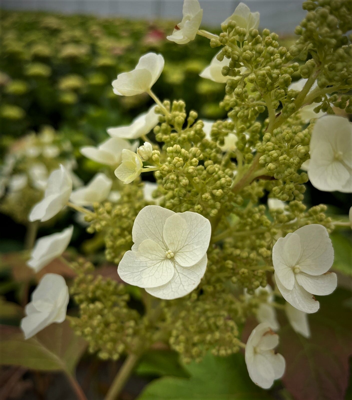Hydrangea plant with white blooms and green flower buds