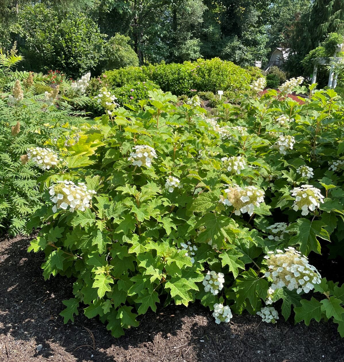 Oakleaf hydrangea shrub with white blooms in a planted garden bed
