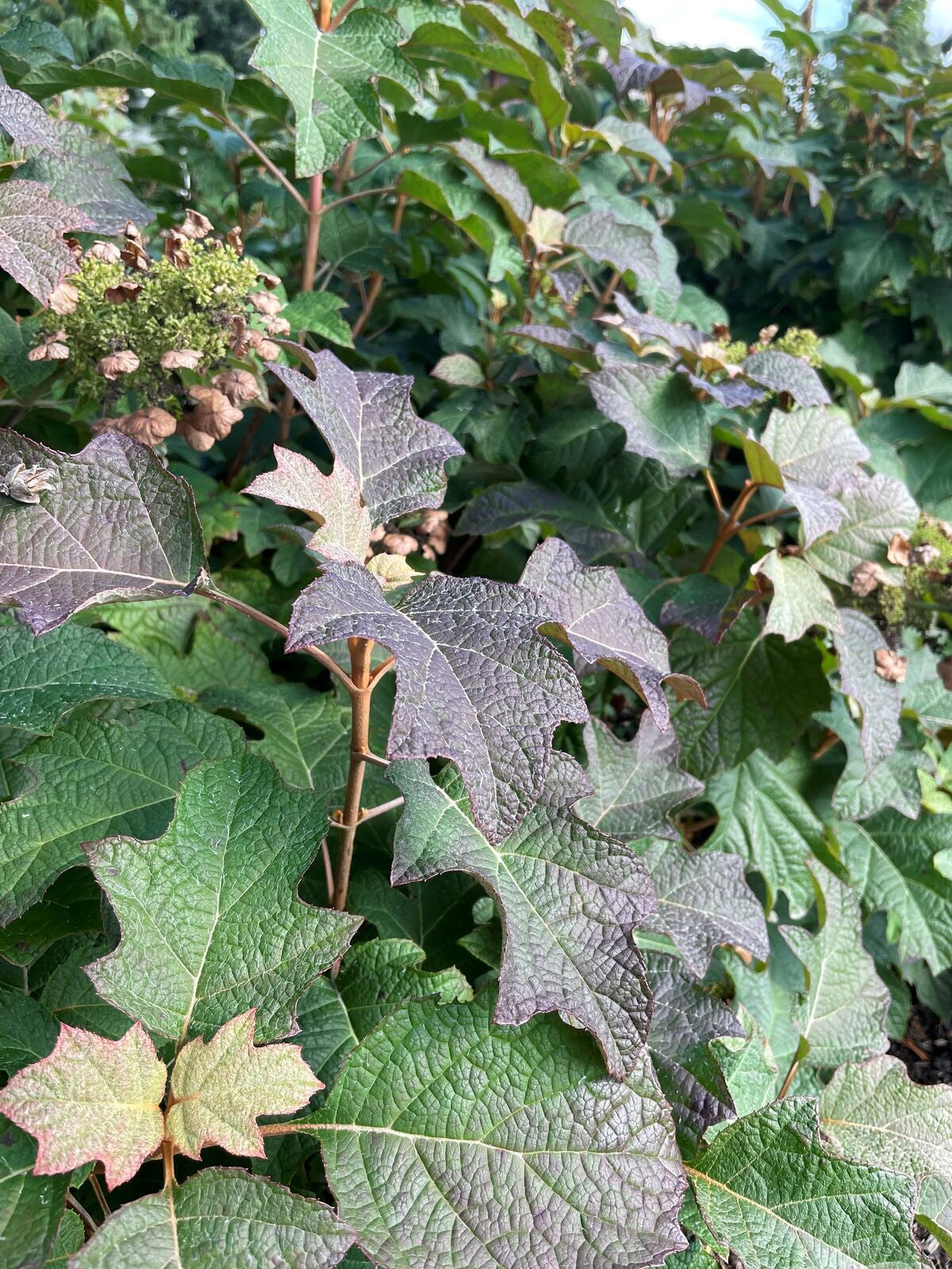 Oakleaf hydrangea leaves with purple tones and small flower buds on stems