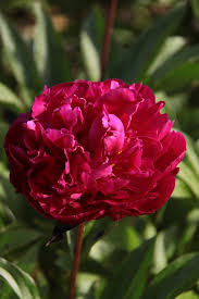 Deep red peony bloom with ruffled petals on a green stem