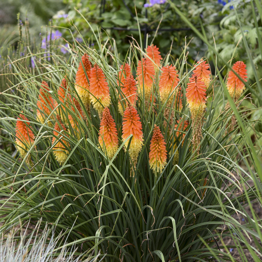 Orange-yellow torch lily flower spikes with green strap-like leaves