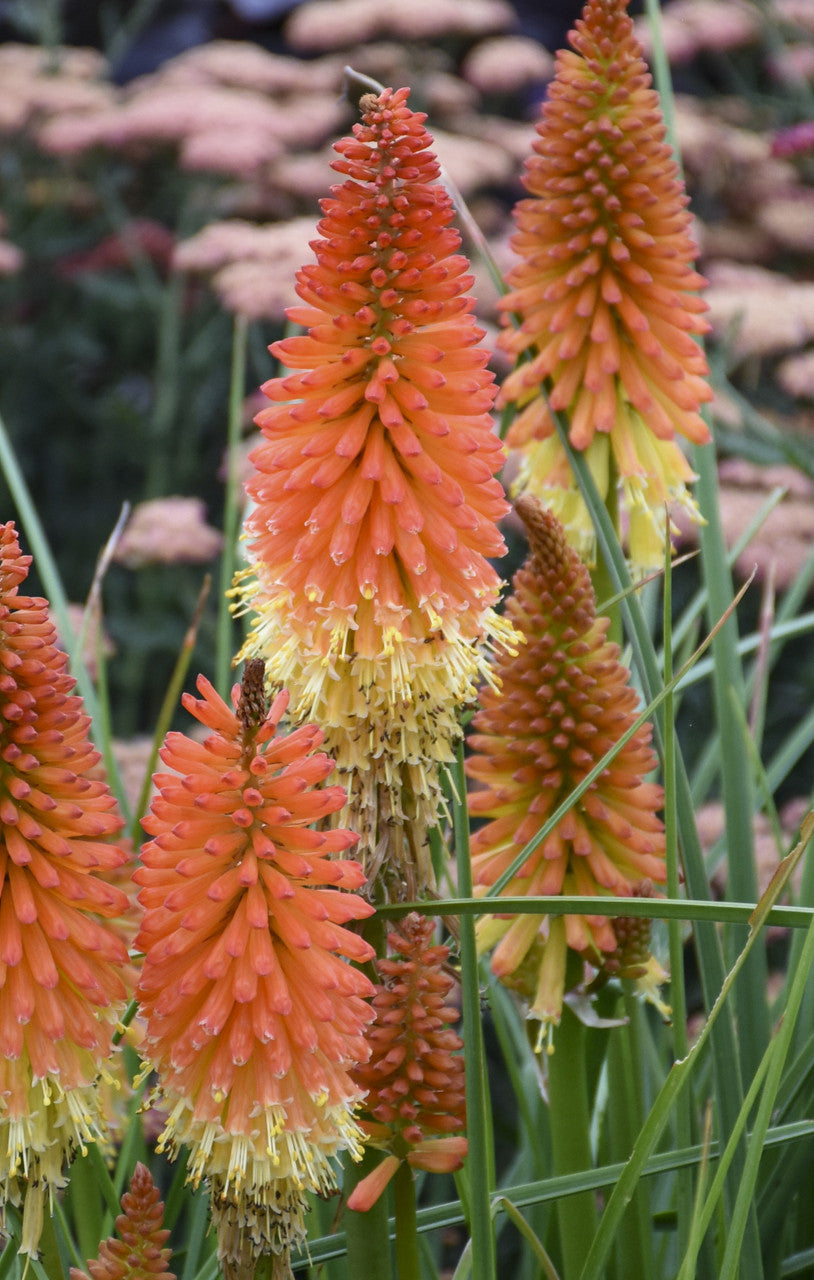 Orange and yellow torch lily flower spikes with textured blossom tips
