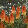 Orange-red torch lily flower spikes with pale yellow bases and green stems