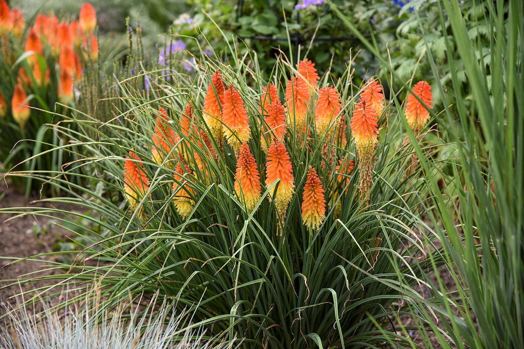 Orange torch lily flower spikes in a clump with dark green leaves