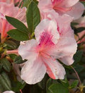 Single azalea blossom in pink and white with red-speckled center on green leaves