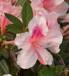 Single azalea blossom in pink and white with red-speckled center on green leaves